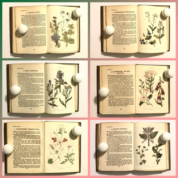 Flowers Shown to the Children 1908 - Color Plates - Picture 7 of 11